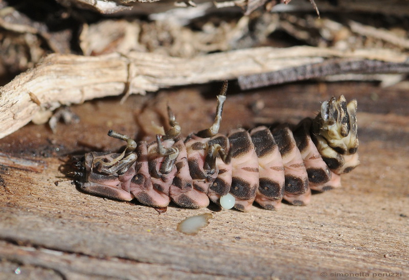 larva di lucciola